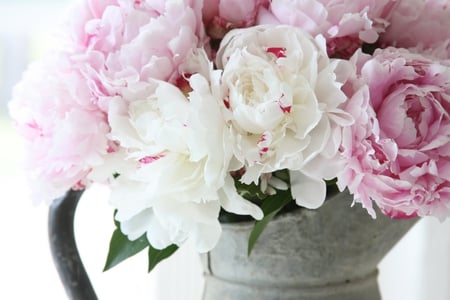 Dreamy Whitesâ™¥ - beautiful, life, pale pink, soft pink, forever, white, peonies, magic, wonderful, fashion, dreamy, shine, pink, love, metal vase, pure, romantic, entertainment