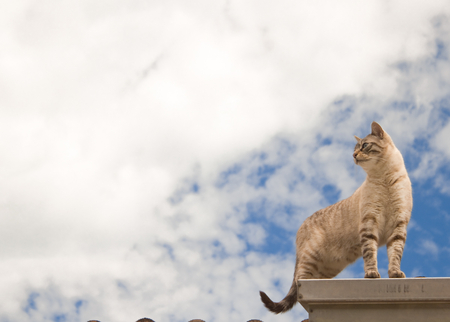 On_the_top_of_the_sky - nice, sky, cute, cat