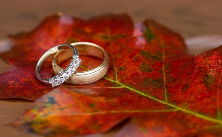 Wedding Rings - love, wedding, autumn, rings