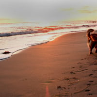 dogs on beach