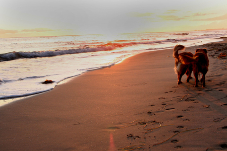 dogs on beach - cute, nice, dogs, beach