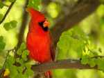 Springtime Cardinal