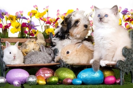 Easter friends - fluffy, animals, furry, wiskers, easter, colorful, spring, white, eggs, purple, rabbit, yellow, easter eggs, chicks, grass, kitten, holidays, pink, animal, friends, bench, bunny, rabbits, dog, green, dogs, egg, cute, cat, kitty, chicken, cats, bunnies, blue, gray, flower