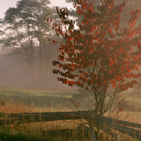 sunrise on a dogwood