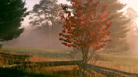 sunrise on a dogwood - field, tree, fence, snrise