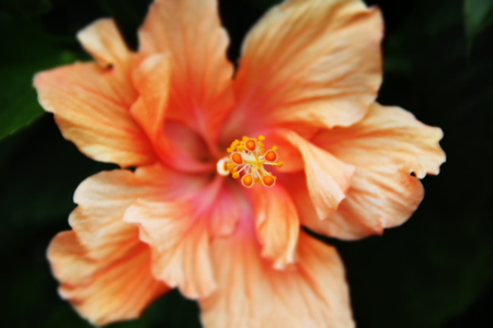 wake floral - nature, hibiscus, flower, beautiful