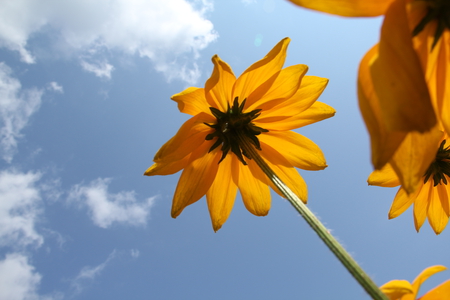 Sunflower to the sun - nature, sky, flower, sun