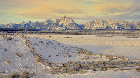 grazing in the winter - winter, fences, plains, mountains, cows