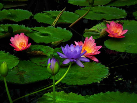 Water lilies - lilies, water, marsh, summer, nature, floral, beautiful, flowers, pool