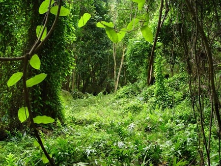 Foliage - forest, trees, nature, sun, grass