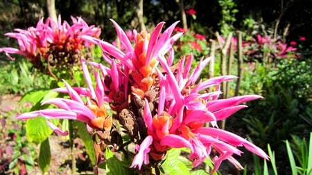 Coral Aphelandra - ornamental, evergreen shrub, pink, particular