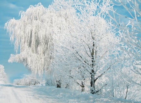 pure winter - ice, white, winter, nature, photography, cold, snow, beauty