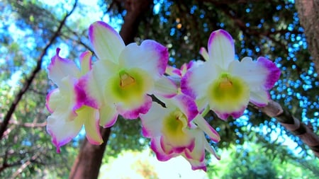 Pretty orchid - pretty, orchid, lovely, beautiful