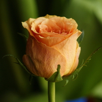 Orange rose