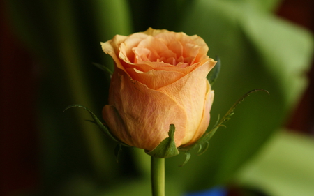 Orange rose - nature, orange, rose, flower