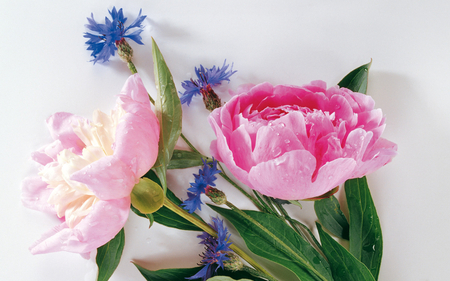 Bouquet of flowers - flowers, nature, blue, bunch, pink