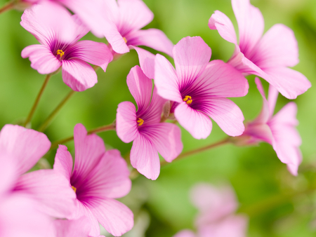 Lovely Pink Flowers - nature, flowers, lovely, pink