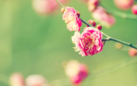 Spring flowers - nature, flowers, pink, spring