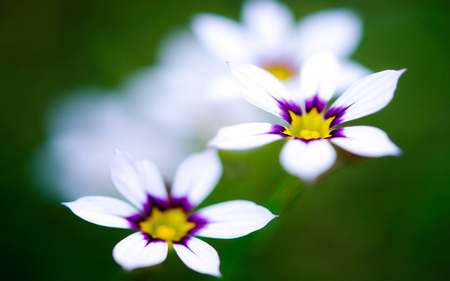 Pretty flowers - white, nature, pretty, green, flowers