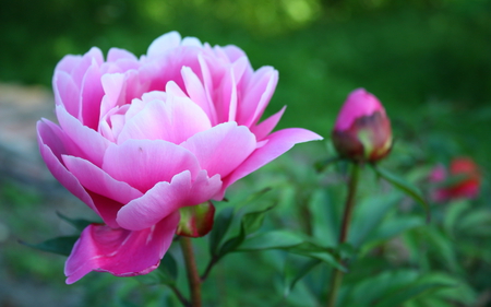 Beautiful pink flower - nature, grass, flower, pink