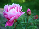 Beautiful pink flower