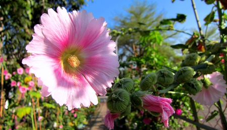 Pretty pink - lovely, sweet, pink, pretty