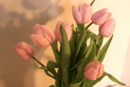 ~â—â™¥â—~ Pretty pinks ~â—â™¥â—~ - special, tulips, design, easter, bouquet, wonderful, shine, spring, forever, green, love, light, soft, fashion, entertainment, precious, beautiful, happy, pale pink