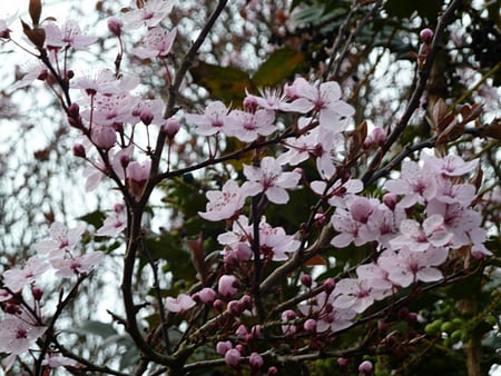 Cherry Blossom - spring, blossom, cherry, garden