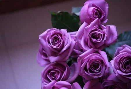 Purple roses - beautiful, beauty, lovely, petals, flowers, purple, soft, rose, purple roses, tender