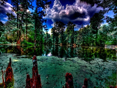 The pond - lake, sky, trees, peaceful, water, mirrored, nature, calm, reflection, clouds, pond