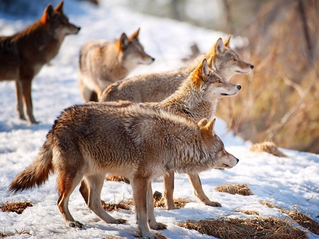 Wolves Gang - gang, picture, wolves, cool