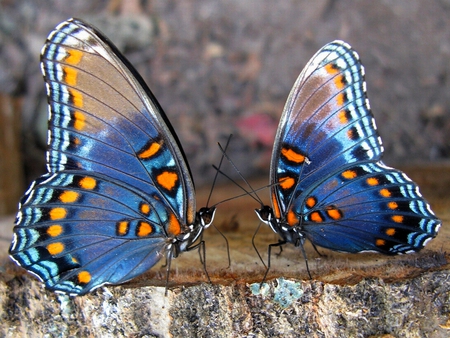 Beautiful Buterflies