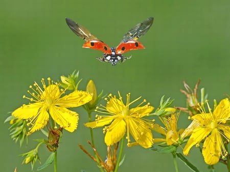 Flying Bug - bug, cool, flying, picture