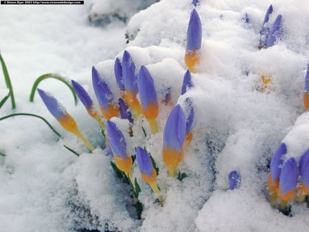 First Spring Flowers - snow, flowers, spring, crocuses