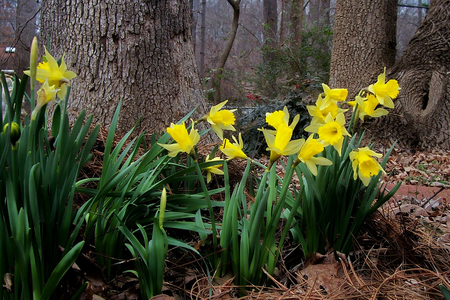 Spring is coming - spring, daffodils, park, flowers garden