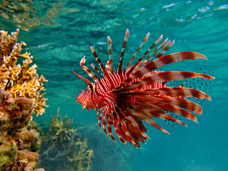 Lionfish - coral, ocean, animals, red, water, fish, lionfish, underwater