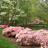 Spring in Pink