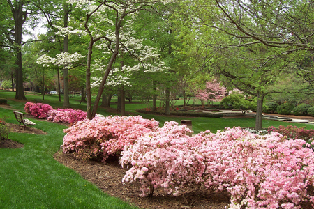 Spring in Pink