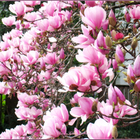 Beautiful Magnolia