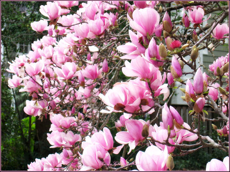 Beautiful Magnolia - beautful, magnolia, tree, pink