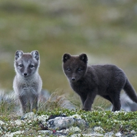 Arctic Fox pups, - For my friend Johnnie (rebel4444) :)