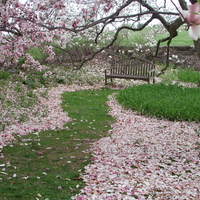 magnolia garden