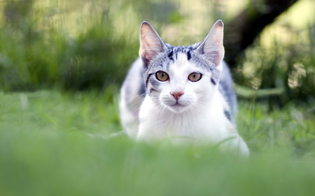 Cat in the grass - animal, kitten, pet, cat, feline, nature, grass