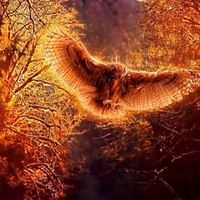 Bird of fire