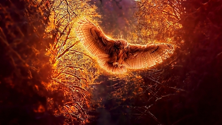 Bird of fire - abstract, animal, tree, fire, bird