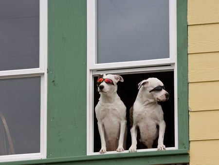 Two cool dogs - dogs, sunglasses, sunny, window