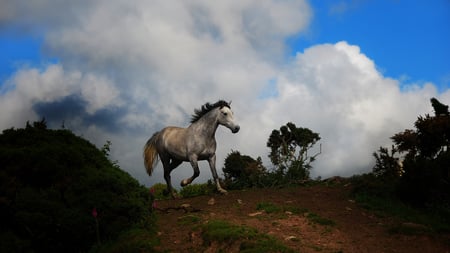 Horse - run, animal, nature, horse