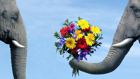 For my love!! - animal, elephant, love, flower, bouquet