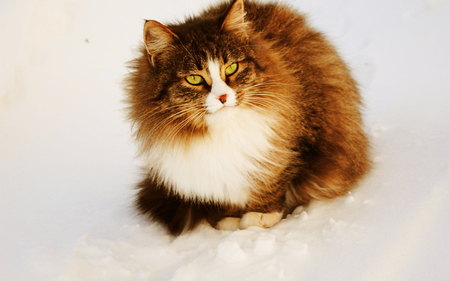 Fluffy cat - animal, kitten, cat, feline, fluffy