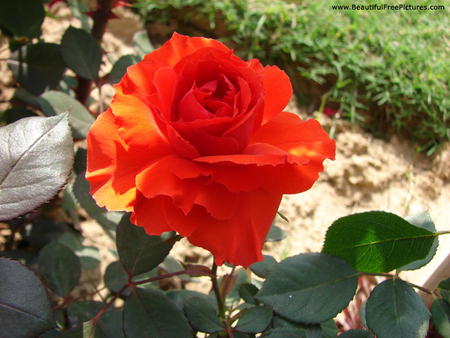 BEAUTY - red, orange, rose, beauty